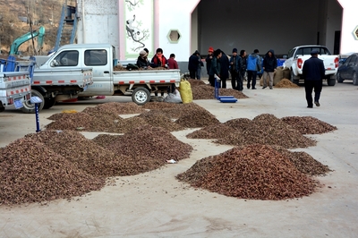 榆盘镇中药材喜获丰收，特色产业绘就富民新图景